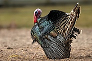 Wild Turkey