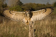 European Eagle Owl Landing