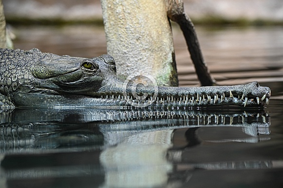 Gharial