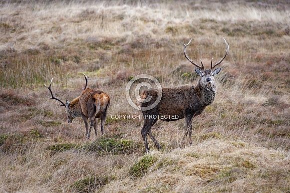 Red Deer Stags - Scottish Highlands