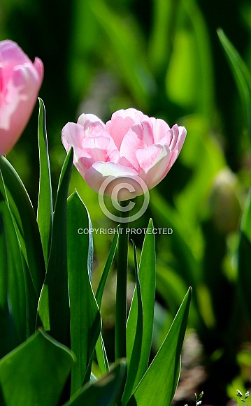 Beautiful Tulips Beautiful Tulips
