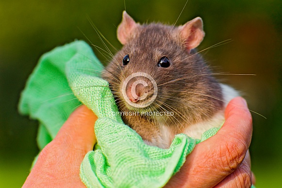 Rat
