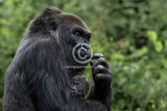 Western Lowland Gorilla