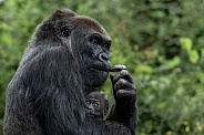 Western Lowland Gorilla