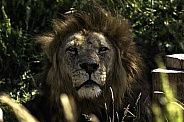 Male African Lion Close Up