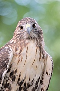 Red-tailed Hawk