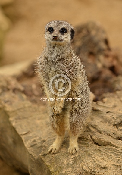 Meerkat Meerkat