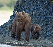 Wild Mother Brown Bear cubs in Alaska