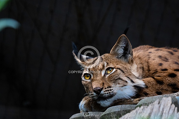 Lynx Lynx