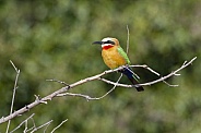 White-fronted Bee-eater (Merops bullockoides)