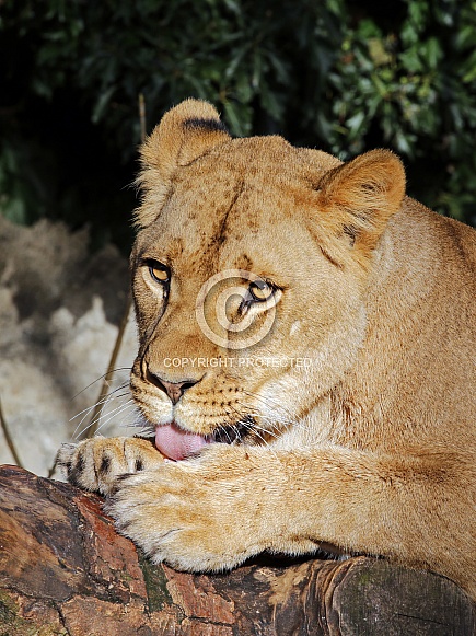 Lion (Panthera Leo)
