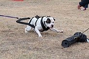 American bulldog doing a weigh pull with a lure