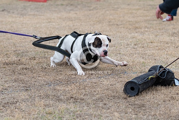 American bulldog doing a weigh pull with a lure American bulldog doing a weigh pull with a lure