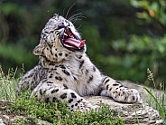 Snow leopard yawningf