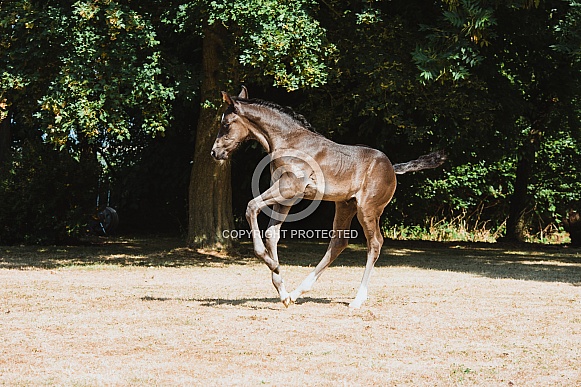 Warmblood Foal