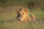 Portrait of a lion in the tall grass
