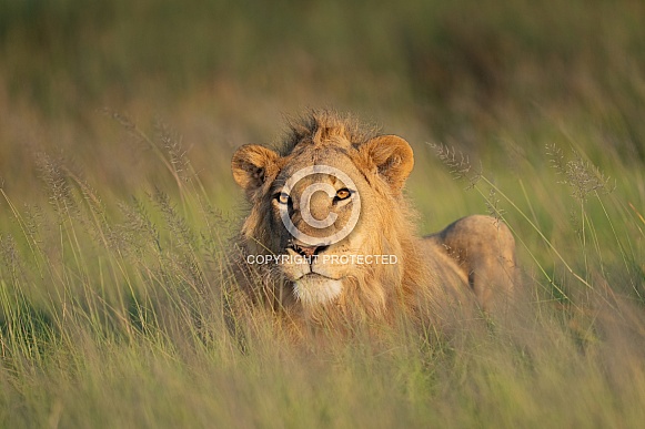 Portrait of a lion in the tall grass Portrait of a lion in the tall grass