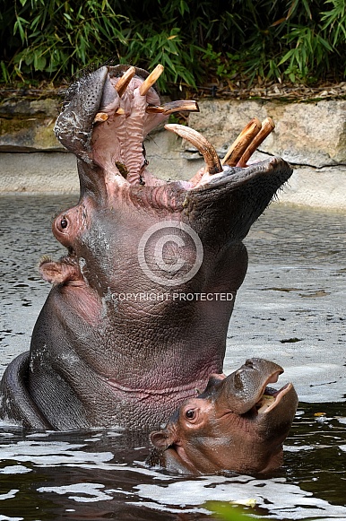 Hippos Hippos