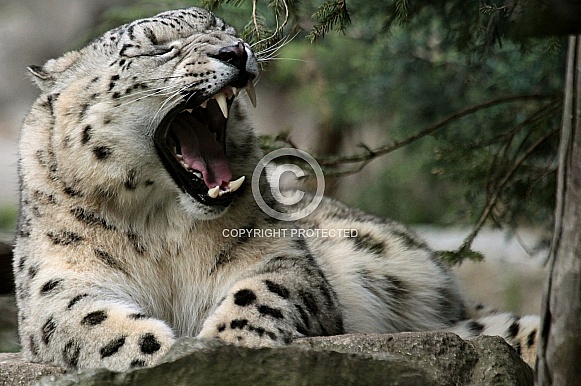 Snow Leopard