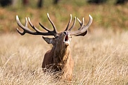 Red deer