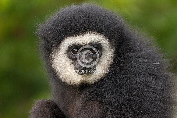 Lar Gibbon Young Male Close Up