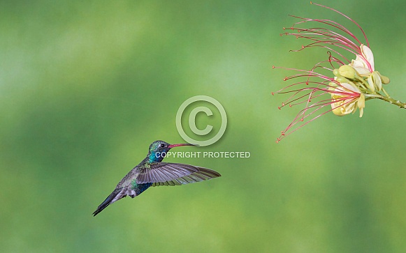 Male Broad-billed Hummingbird