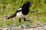 Magpie