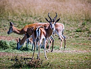 Springbuck