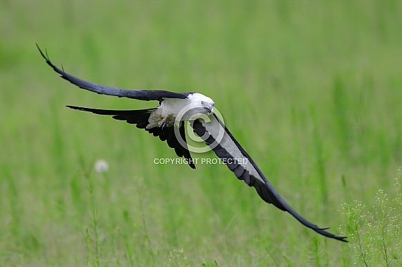 Swallowtail kite - Elanoides forficatus - flying low with tail and wings spread, mouth open hunting