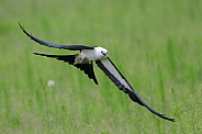 Swallowtail kite - Elanoides forficatus - flying low with tail and wings spread, mouth open hunting