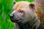 Bush Dog (Speothos venaticus)