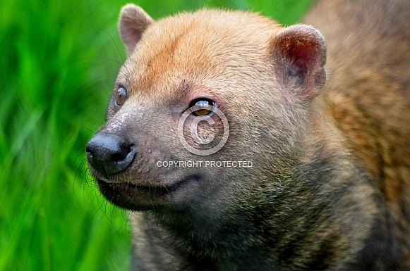 Bush Dog (Speothos venaticus)