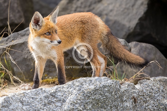 Young red fox cub in nature