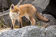 Young red fox cub in nature