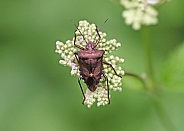 Red legged Shieldbug