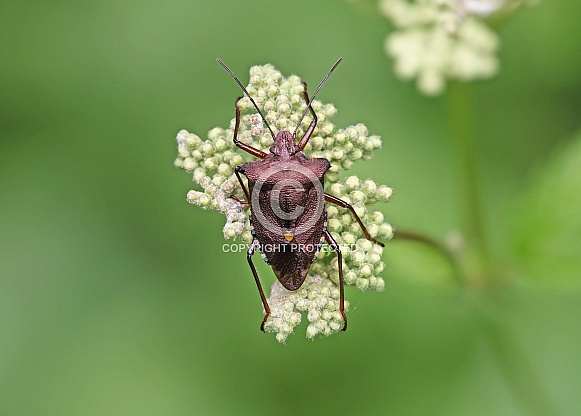 Red legged Shieldbug