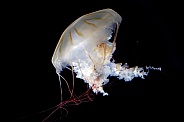 Japanese sea nettle (Chrysaora pacifica)