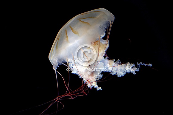 Japanese sea nettle (Chrysaora pacifica)