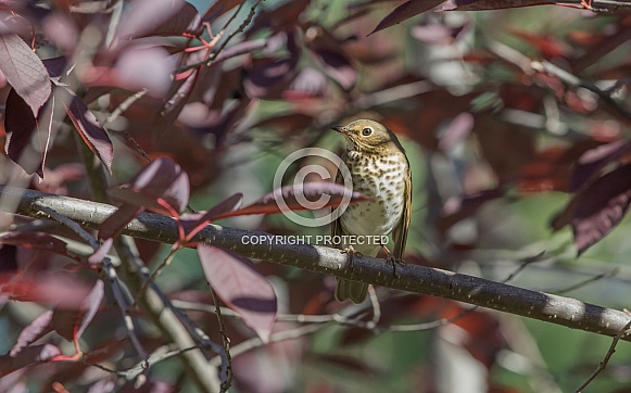 Swainson's Thrush in a Chokecherry Tree Swainson's Thrush in a Chokecherry Tree