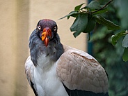 King Vulture (Sarcoramphus papa)