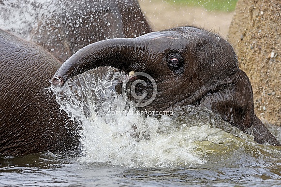 The Indian elephant (Elephas maximus indicus) The Indian elephant (Elephas maximus indicus)