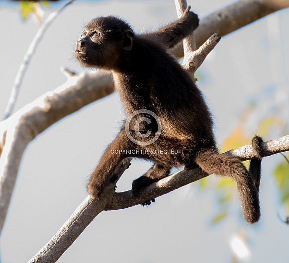 Howler Monkey Howler Monkey