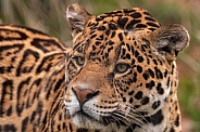 Jaguar Close Up Face Shot