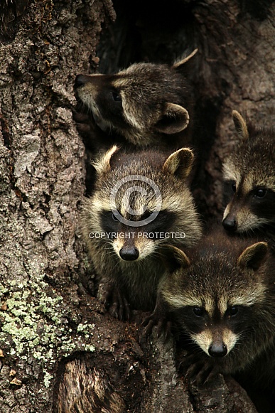Baby Raccoons