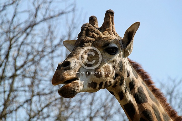 Giraffe