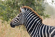Zebras