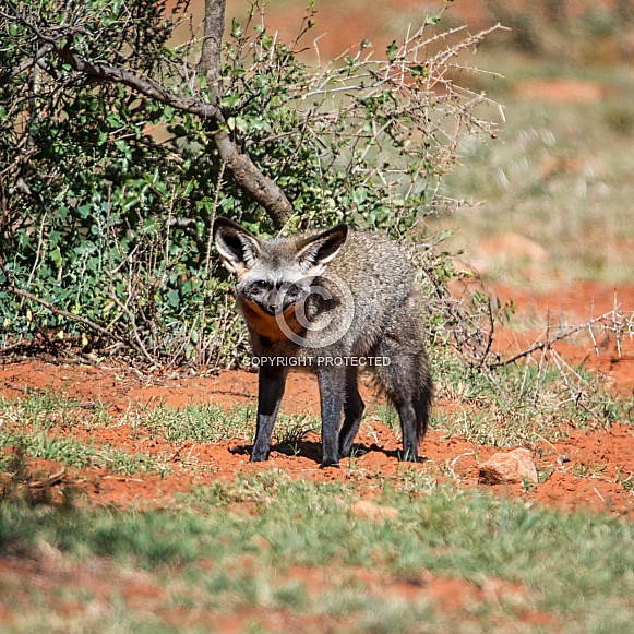 Bat-eared Fox Bat-eared Fox