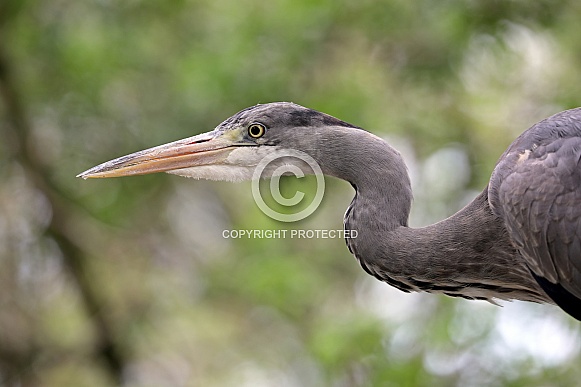 Grey heron (Ardea cinerea) Grey heron (Ardea cinerea)
