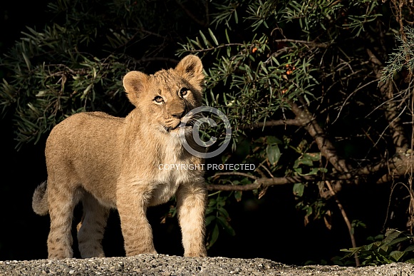 Young African Lion