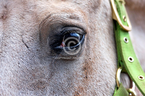 Appaloosa Eye Study Appaloosa Eye Study